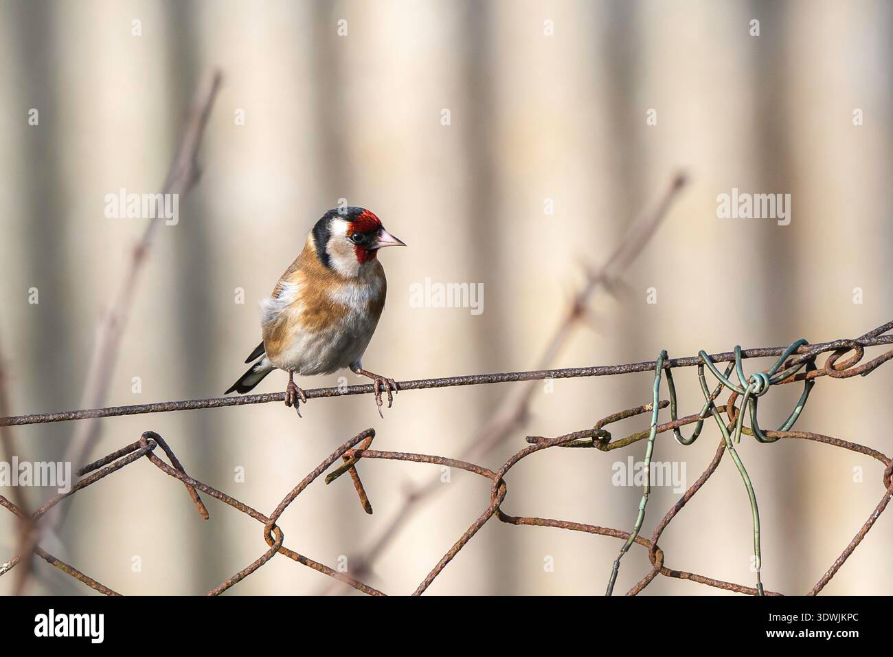 Un petit goldfinch coloré est assis sur un fil. Banque D'Images