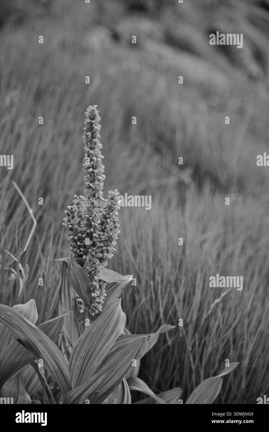 Un gros plan saisissant d'Une fleur à Greina, en Suisse, présentant la beauté de la nature. Banque D'Images