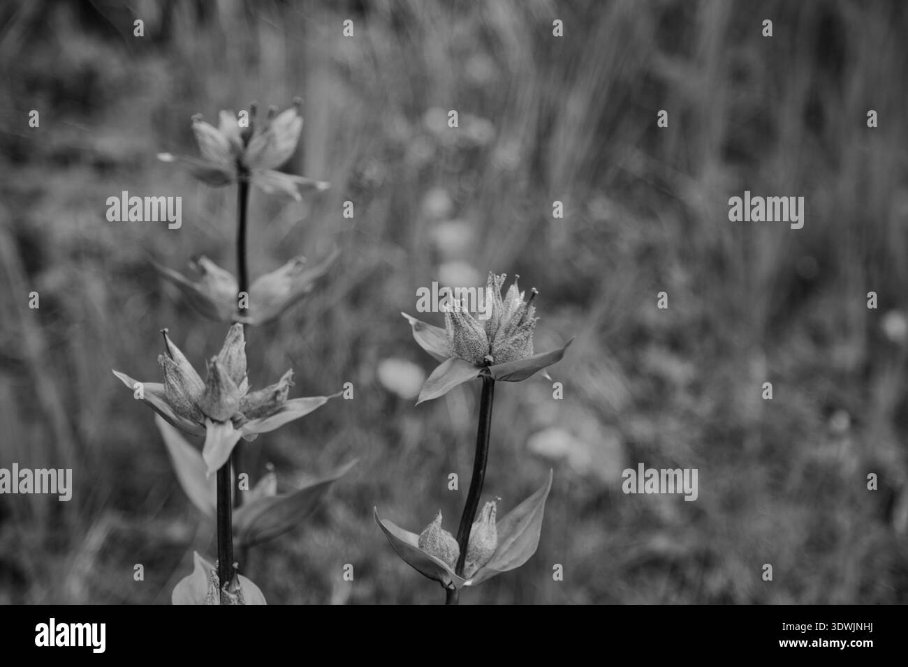 Gros plan noir et blanc de fleurs sauvages à Greina, Suisse. Banque D'Images
