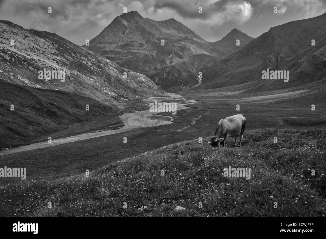 Un paysage serein de Greina, Suisse avec Une vache qui paissait près D'Une rivière et des montagnes. Banque D'Images