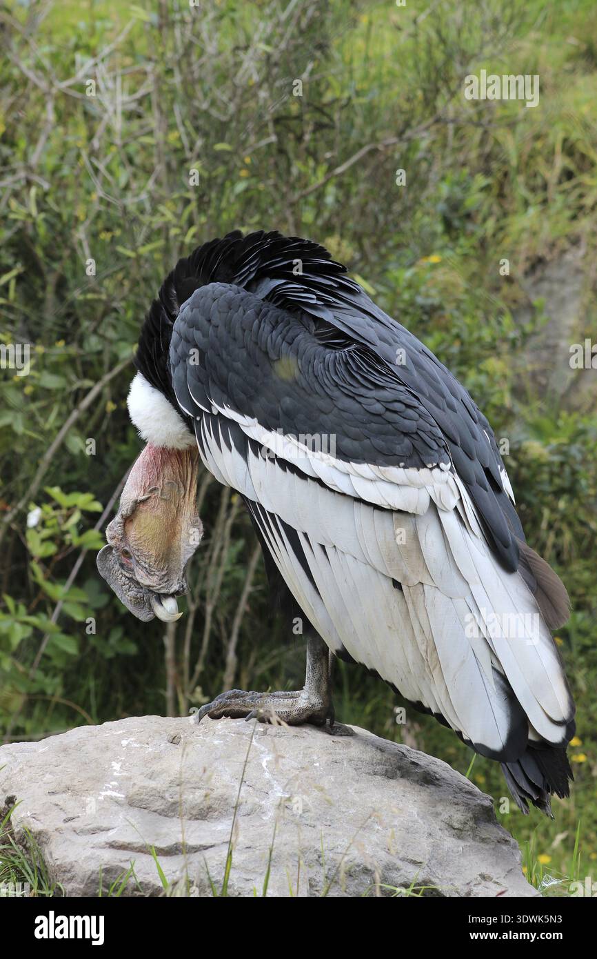 Condor andin mâle debout sur un rocher dans un sanctuaire d'oiseaux en plein air près d'Otavalo, Équateur Banque D'Images