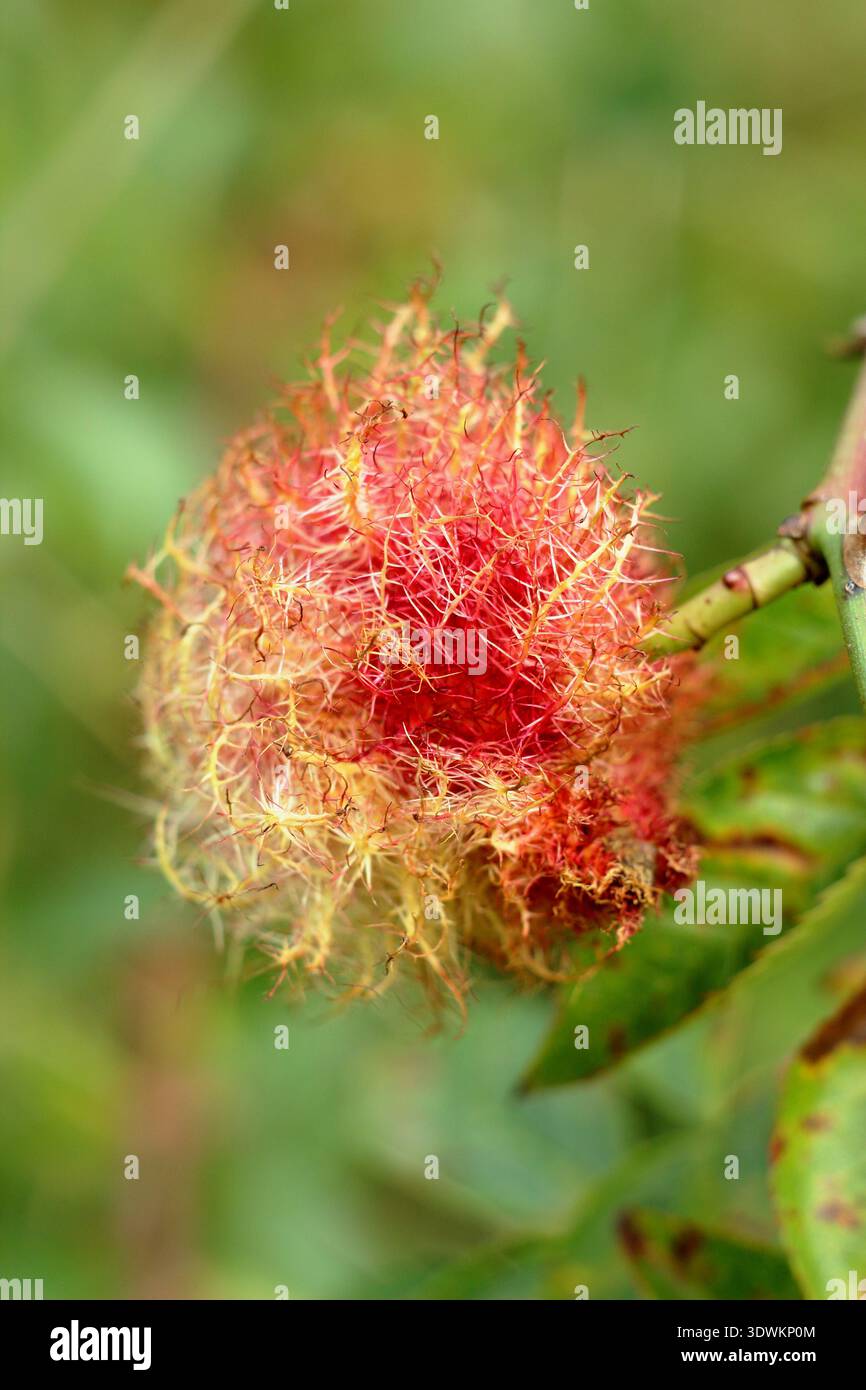 Gall. Coussinet de Robin, Diplolepis rosae, galle de Bedeguar, croissance anormale causée par des larves de guêpe biliaire parasites se développant dans le rosier sauvage. ROYAUME-UNI Banque D'Images