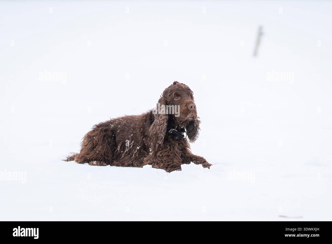 Cocker anglais de couleur foie couché dans la neige, levant les yeux avec la langue dehors un jour d'hiver. Brown English Cocker Spaniel reposant sur un champ enneigé. Banque D'Images