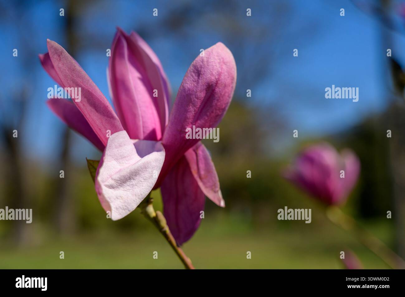 Fleur de magnolia de soucoupe violette vibrante sur un fond vert flou. Concept d'inspiration printanière, élégance florale organique et nature sereine p Banque D'Images