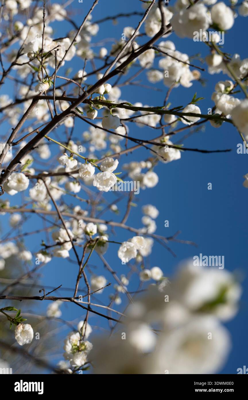 Fleurs de cerisier blanc fleurissant sur les branches contre un ciel bleu clair dans un jardin printanier. Concept de renaissance saisonnière de la nature, beauté botanique fraîche, an Banque D'Images