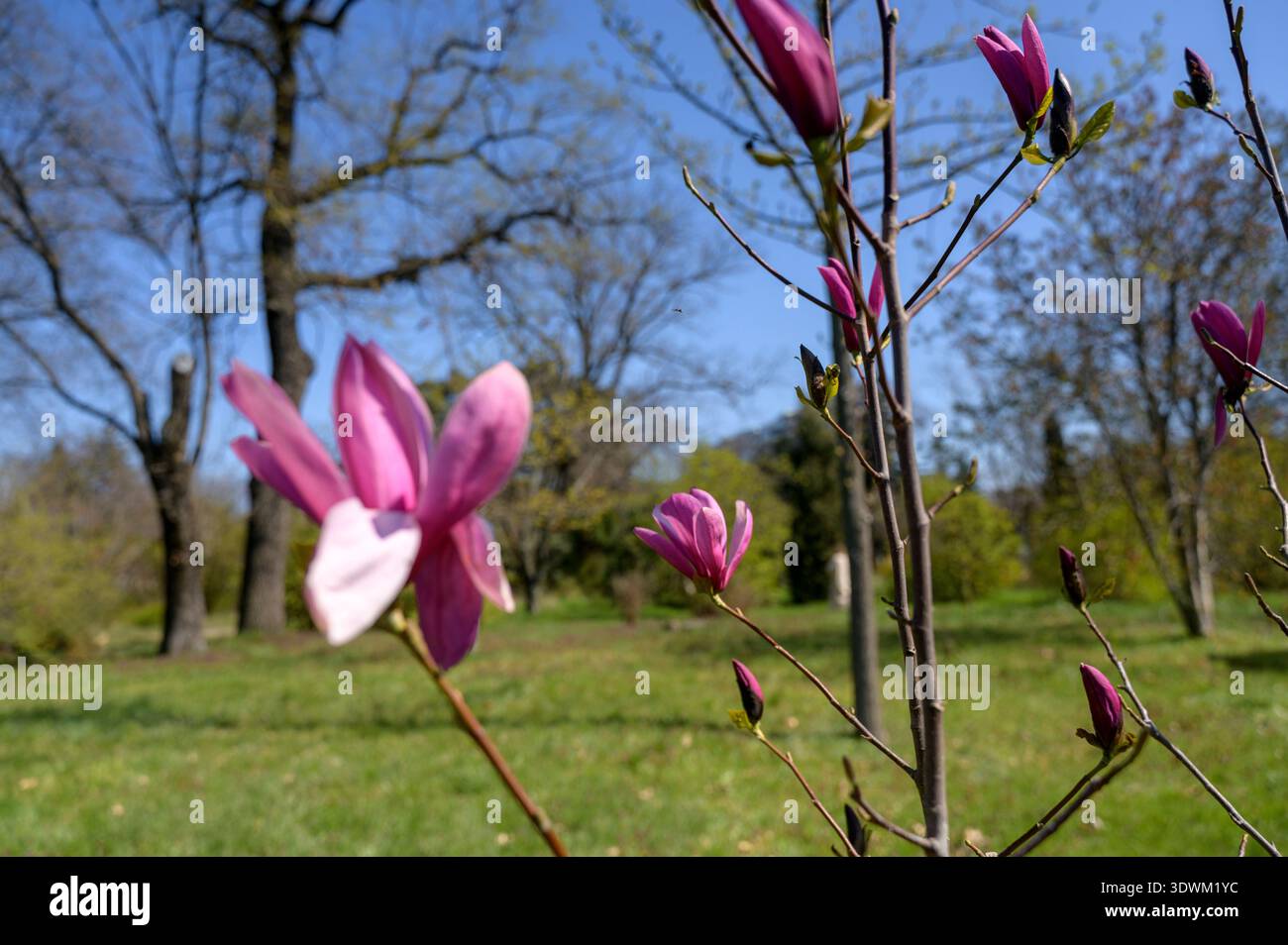 Belles fleurs de magnolia de soucoupe rose fleurissant dans un parc public contre une pelouse vibrante. Concept d'inspiration florale printanière, croissance des plantes fraîches, et Banque D'Images