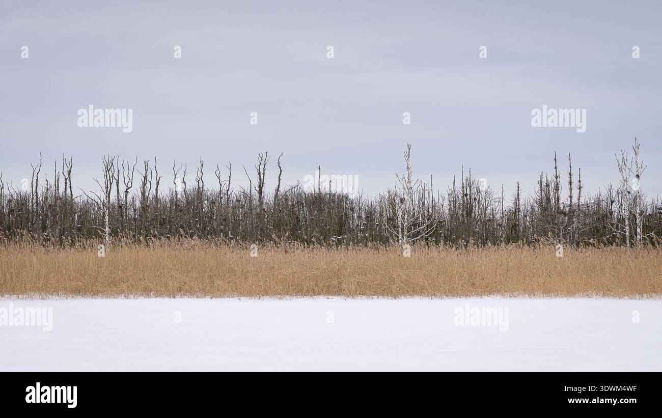 Colonie de nidification de cormorans dans des arbres sans feuilles le long d'une zone humide enneigée, illustrant l'impact environnemental et les dommages causés à la végétation. Grande colonie de cormorans. Banque D'Images