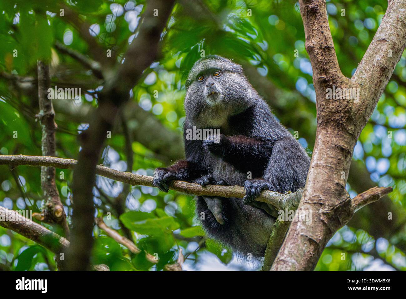 Singe bleu Cercopithecus mitis) perché sur un arbre, Ouganda Banque D'Images