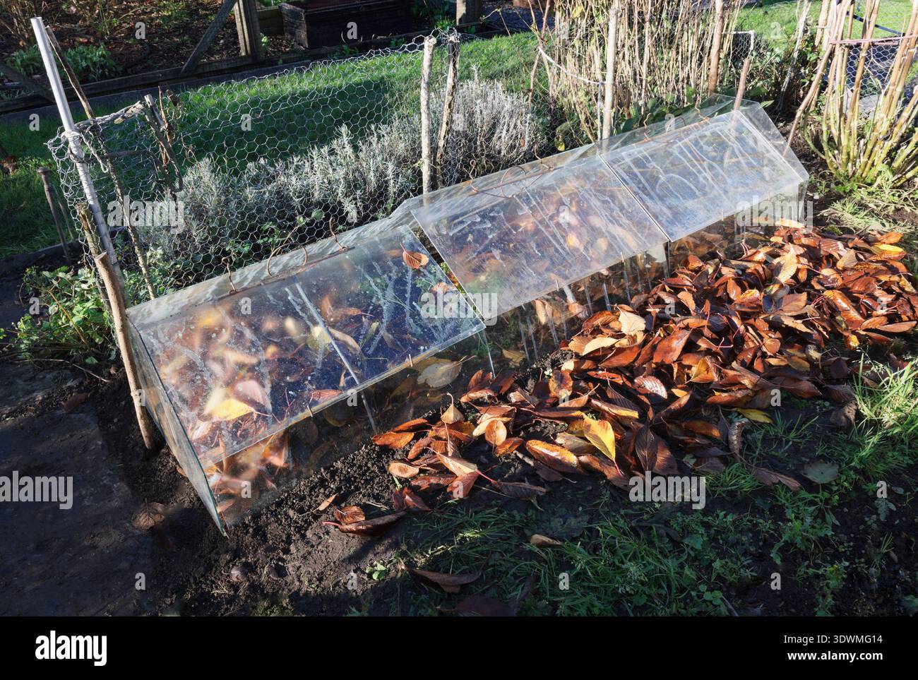 Les plants de dahlia coupent avant de les protéger avec du paillis de feuilles tombées et des cloches de grange en verre en automne/hiver. Les tubercules pourrissent dans un sol froid et humide. Banque D'Images