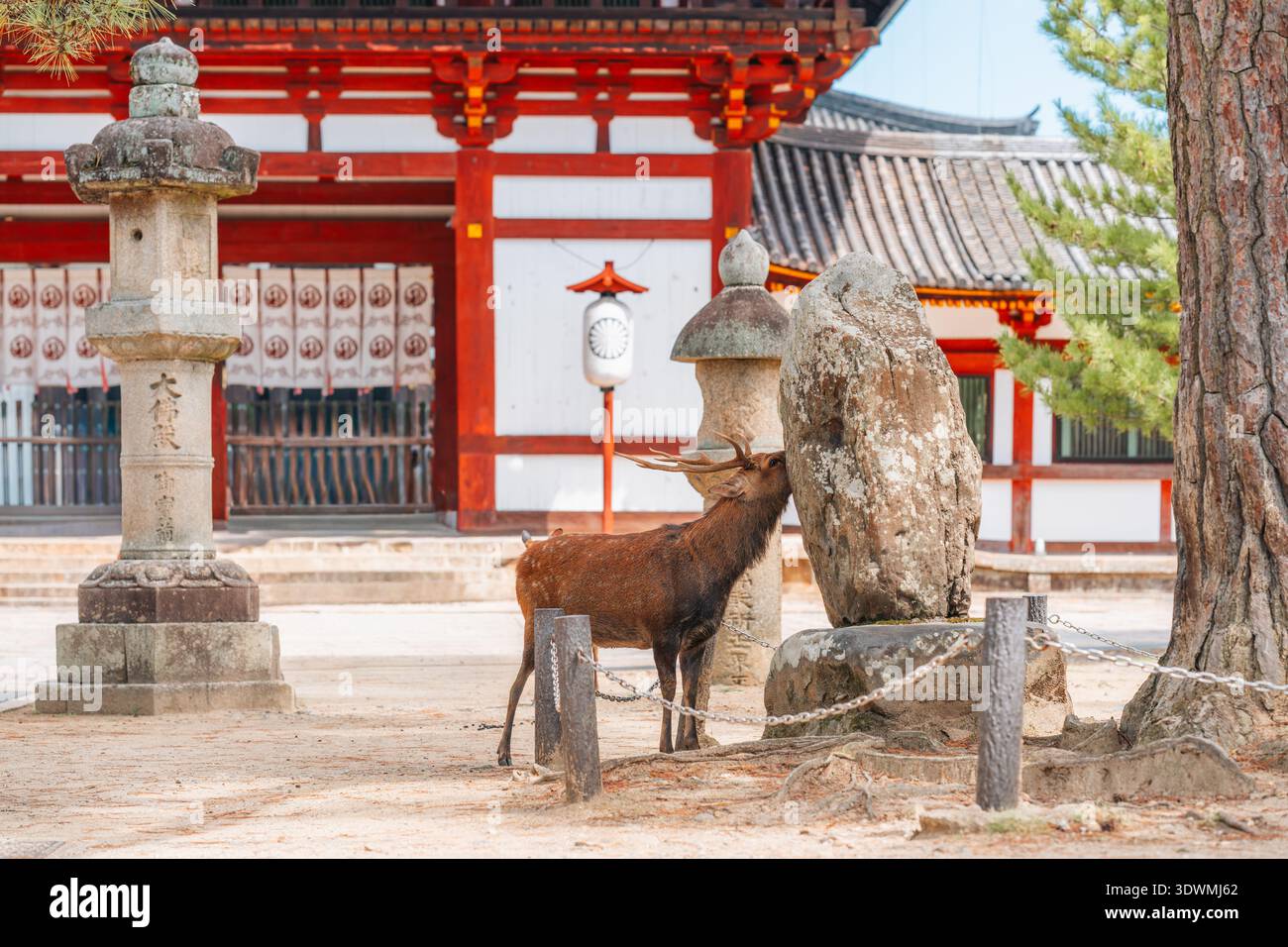 Un cerf frotte la tête contre un rocher dans un temple japonais Banque D'Images