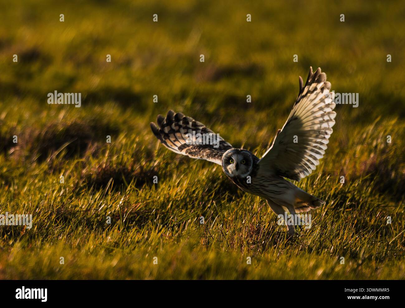 Un hibou rétro-éclairé aux oreilles courtes (Asio flammeus) décolle du sol tout en regardant la caméra Norfolk. Banque D'Images