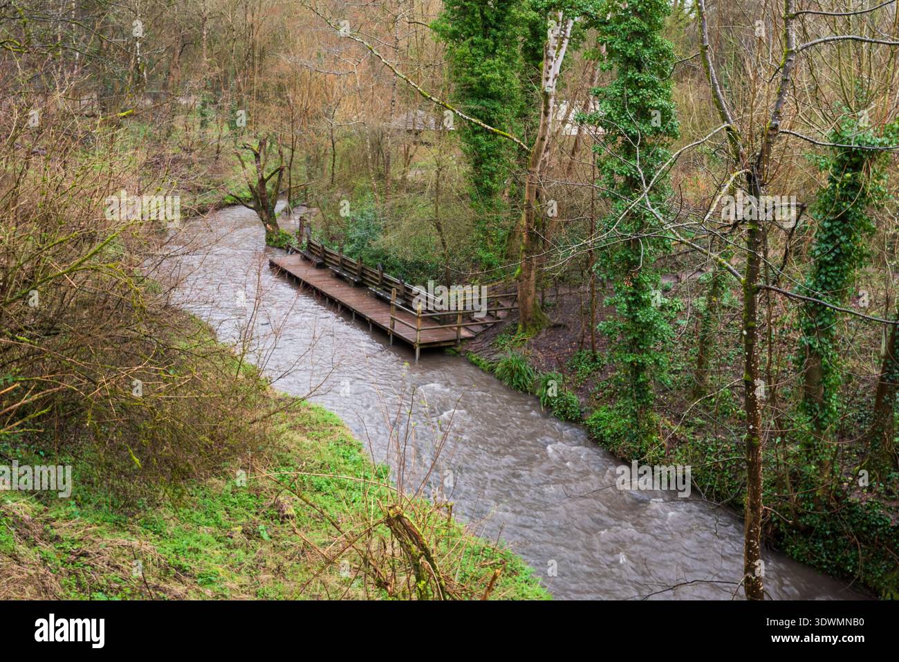 Une promenade en bois avec des bancs suit une rivière sinueuse à travers une forêt luxuriante et verdoyante, offrant un endroit paisible pour les visiteurs de profiter de la nature. Banque D'Images