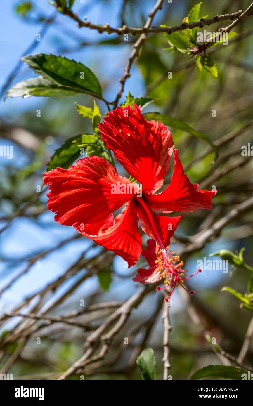 France, Guyane française, Kourou, Îles du Salut (Iles du Salut), fleur d'hibiscus Banque D'Images