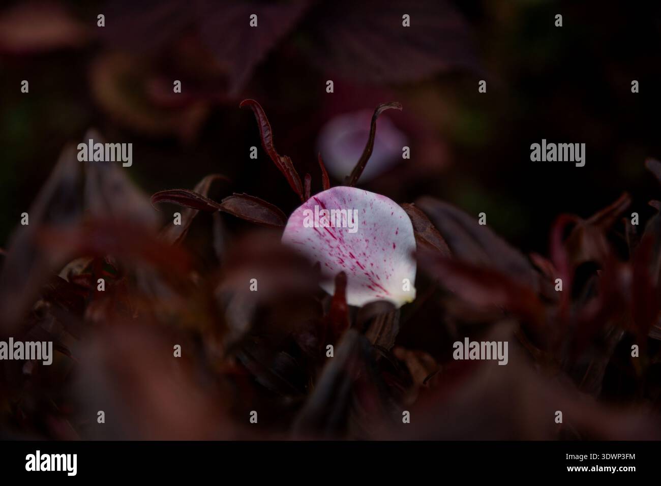 Gros plan d'une fleur de pétale rose pâle avec des nervures rouges frappantes émergeant d'un feuillage Bordeaux-violet foncé dans un éclairage tamisé. Banque D'Images