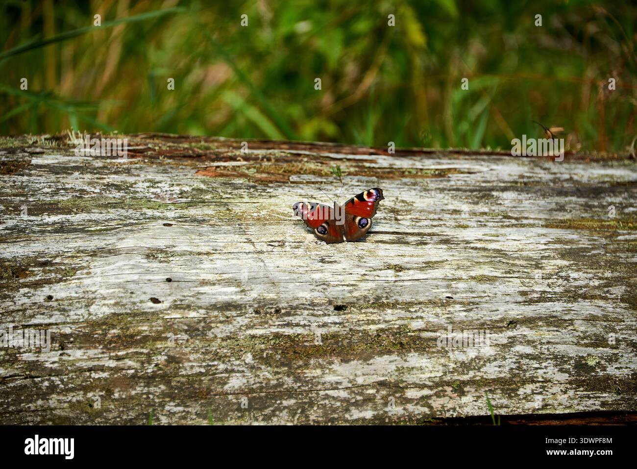 Un beau papillon Peacock (Aglais io ou Inachis io) repose avec ses ailes distinctives rouge-brun ouvertes, mettant en valeur ses taches oculaires vibrantes, sur un Weathe Banque D'Images