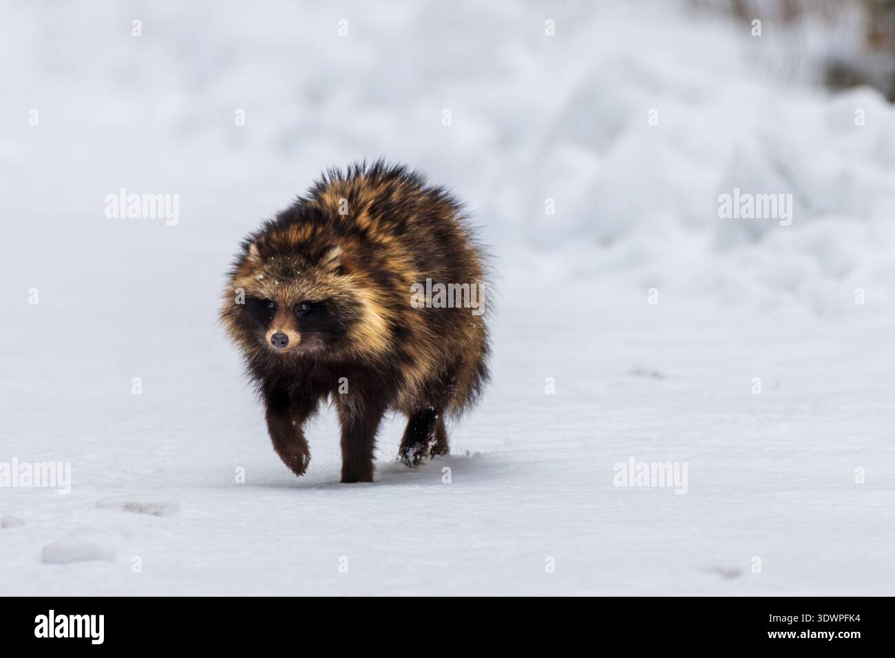 Tanuki, un chien raton laveur sauvage, marche dans la neige blanche et profonde par une froide journée d'hiver. Faune explorant la nature Banque D'Images