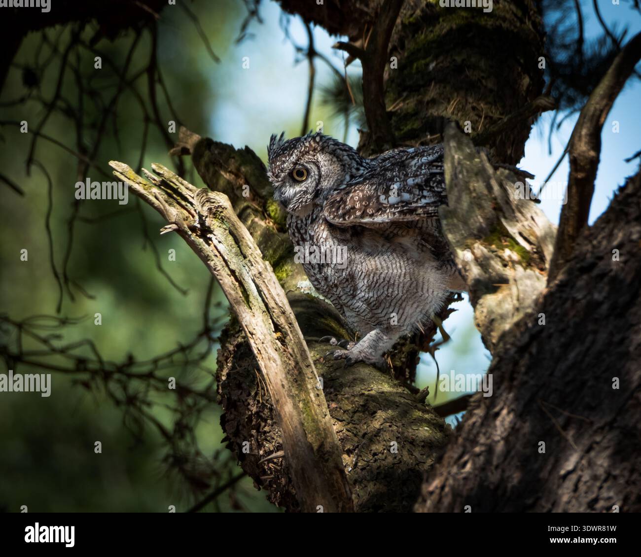 Eurasian Eagle Owl perché dans Forest Tree Banque D'Images