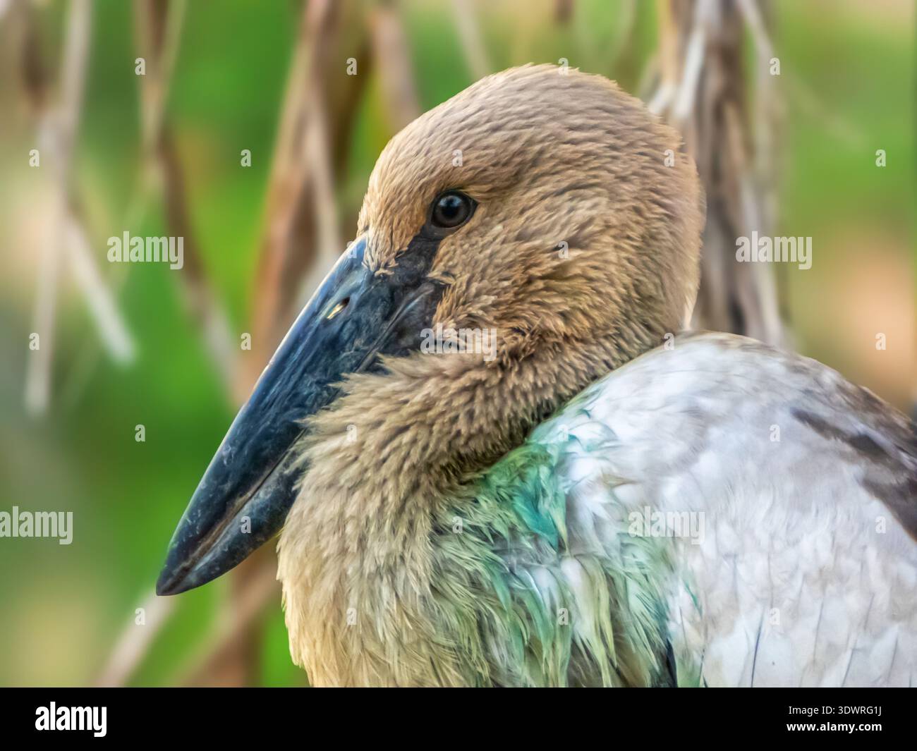 Oiseau de cigogne asiatique Openbill, Anastomus oscitans Banque D'Images