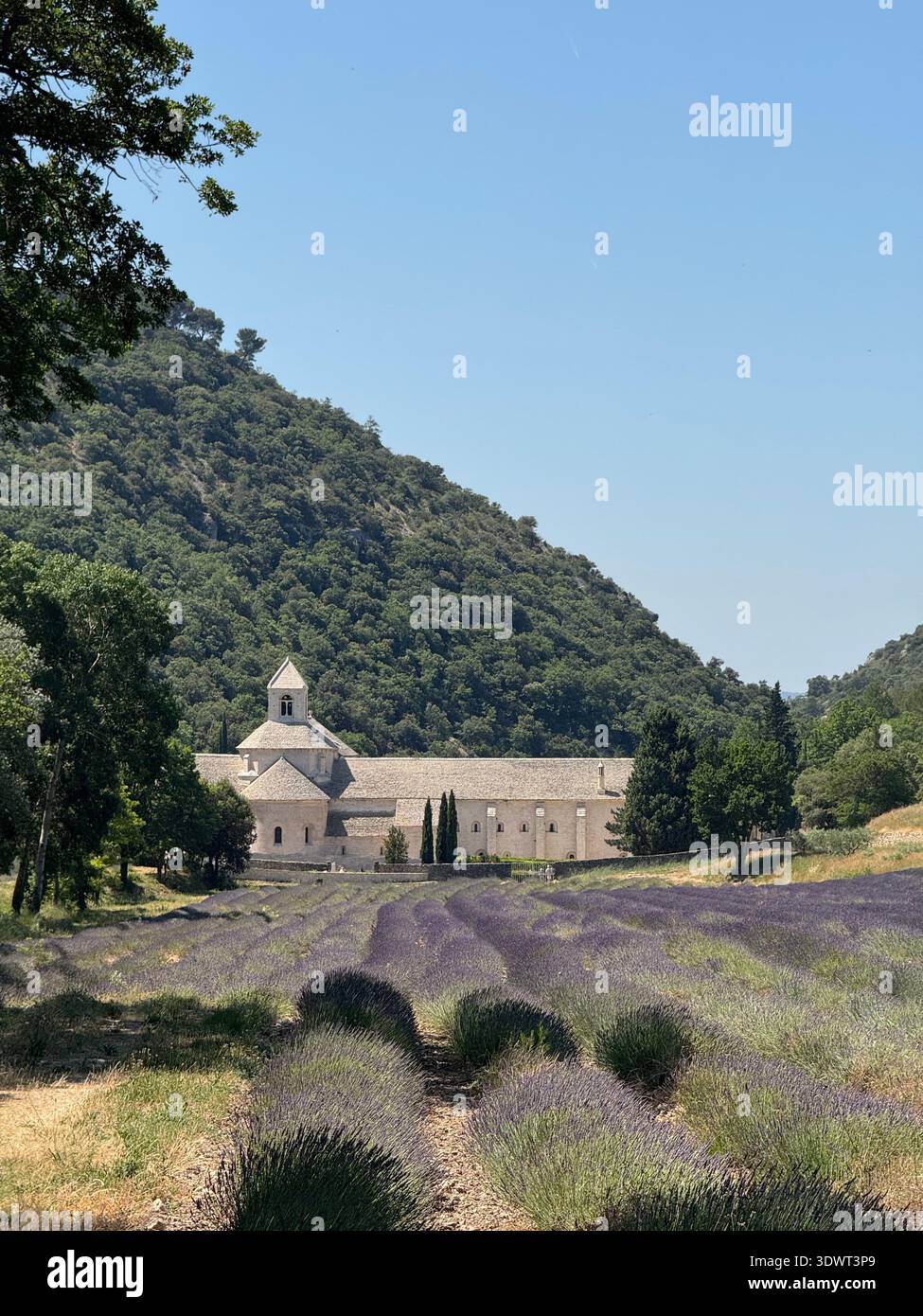 Champs de lavande en face de l'Abbaye de Sénanque près de Gordes en Provence, France, un célèbre paysage d'été avec monastère historique. Banque D'Images