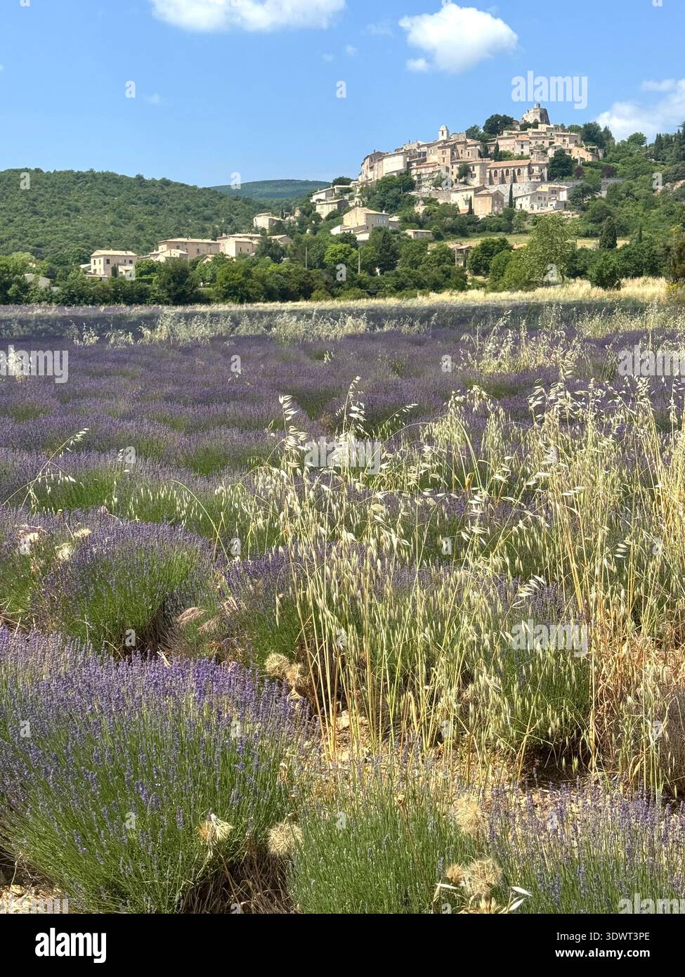 Champs de lavande en Provence avec un village perché en arrière-plan, paysage d'été pittoresque dans le sud de la France. Banque D'Images
