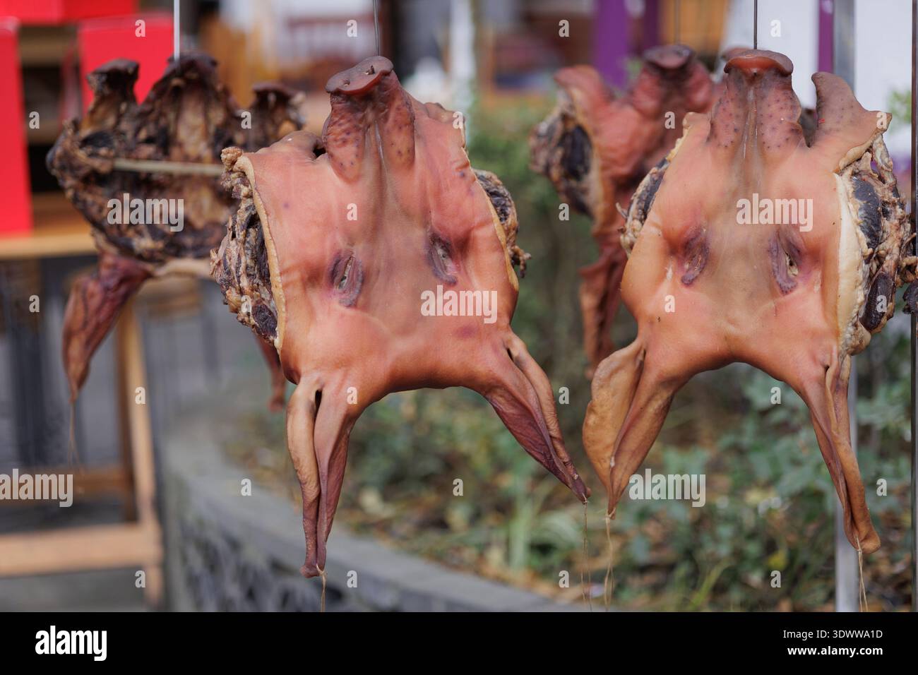 Têtes de cochons séchées suspendues à l'extérieur, préparation de plats asiatiques traditionnels et délicatesse Banque D'Images