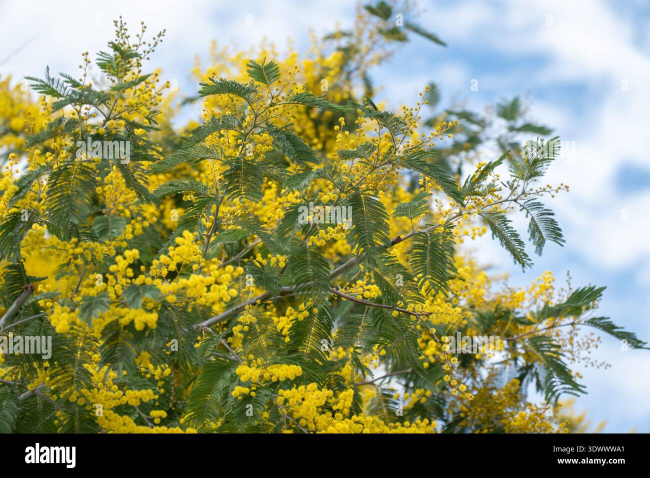 L'arbre de mimosa jaune en fleur remplit le cadre de fleurs dorées denses contre le ciel bleu et les nuages doux, créant un fond naturel vibrant avec fort Banque D'Images