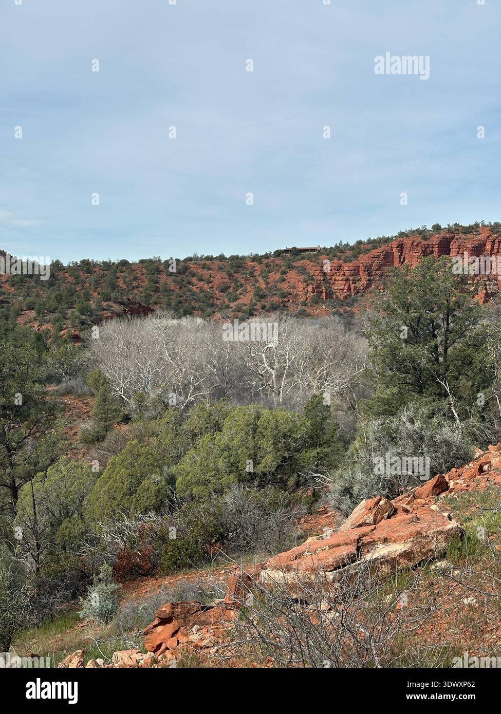 Arbres blancs parmi les roches rouges dans un paysage désertique près de Sedona, Arizona un jour d'hiver. Banque D'Images