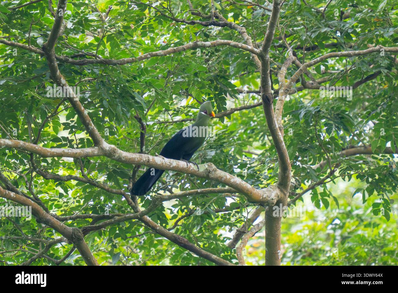 Turaco à bec jaune (Tauraco macrorhynchus) perché haut dans la canopée forestière au Ghana. Banque D'Images