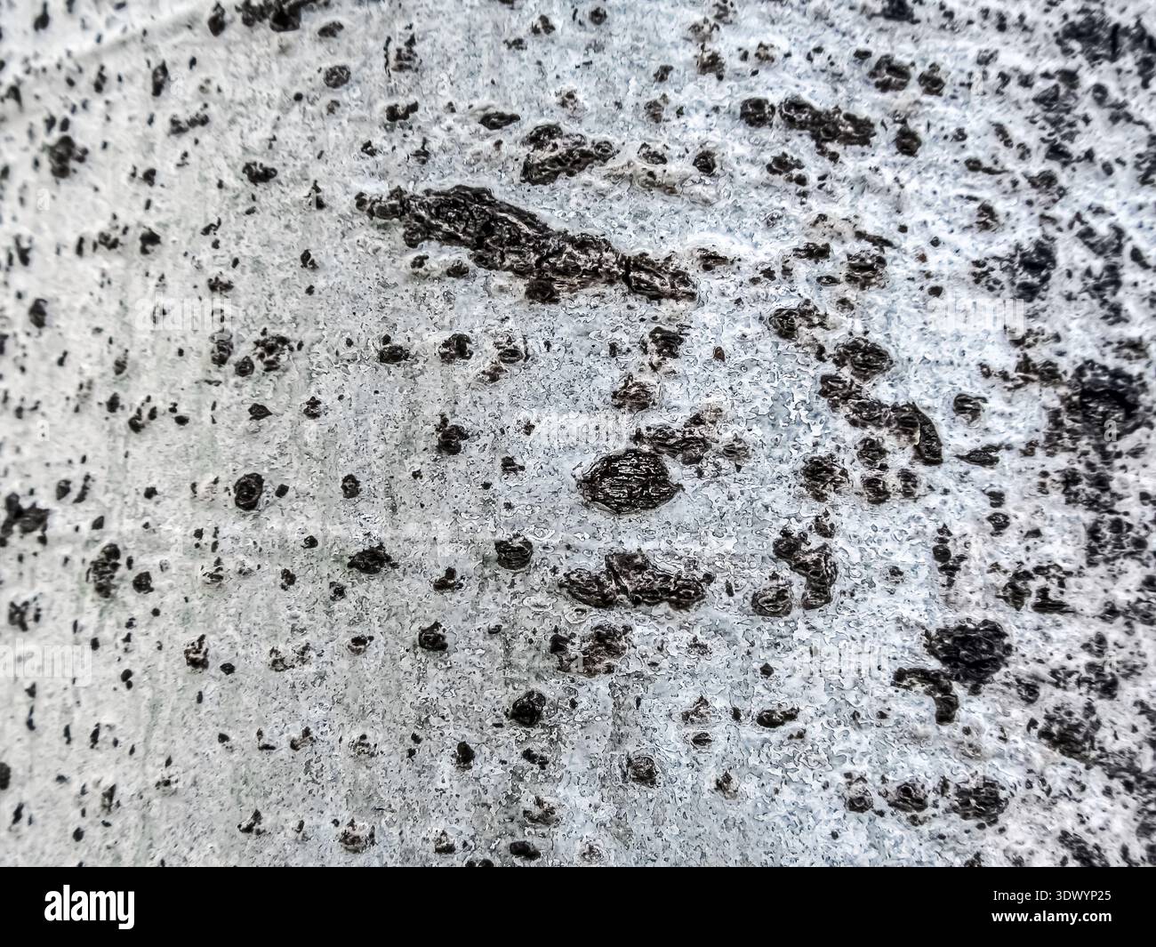 Macro haute résolution d'écorce d'arbre, montrant une surface détaillée, gris pâle et rugueuse tachetée de marques sombres et abstraites Banque D'Images