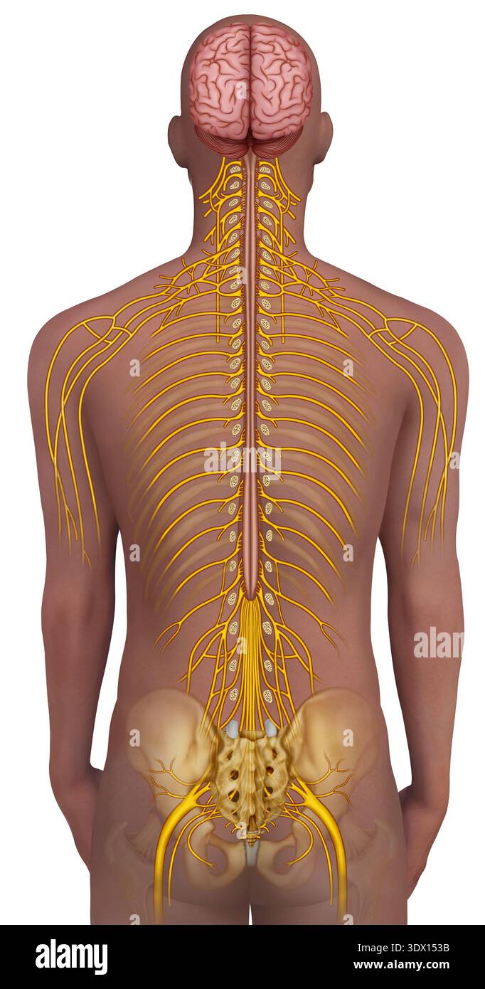Anatomie de la colonne vertébrale, illustration. La ramification du ...