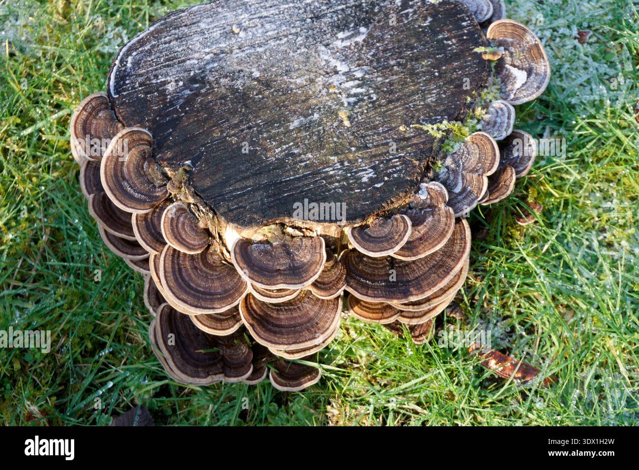 Champignons à queue de dinde (Trametes versicolor), variété brune, poussant sur une souche d'arbre, Vancouver, Colombie-Britannique, Canada Banque D'Images