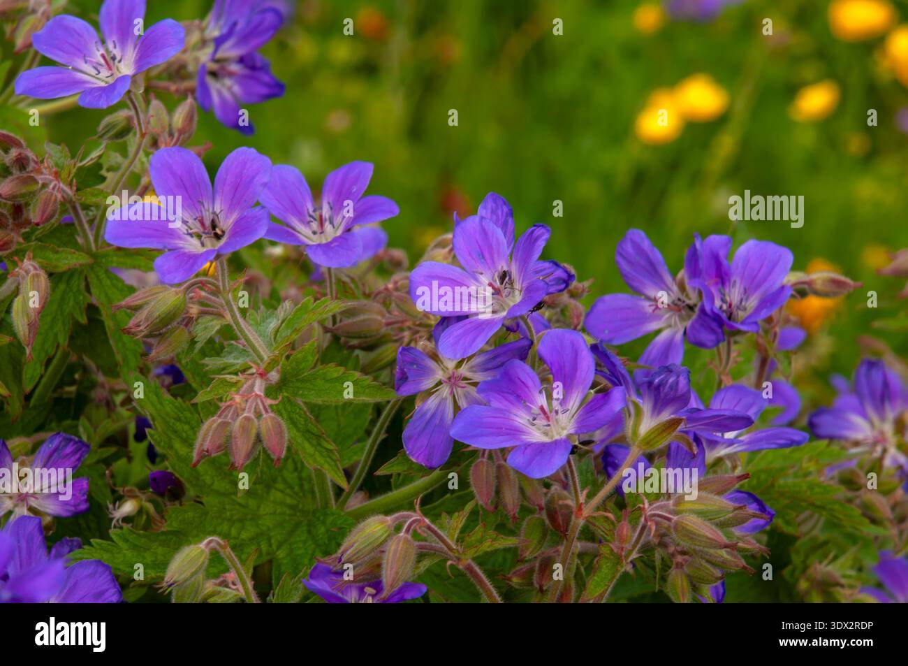 Seljalandsfoss Islande, fleur violette de cranesbill de prairie ou géranium pratense. Banque D'Images