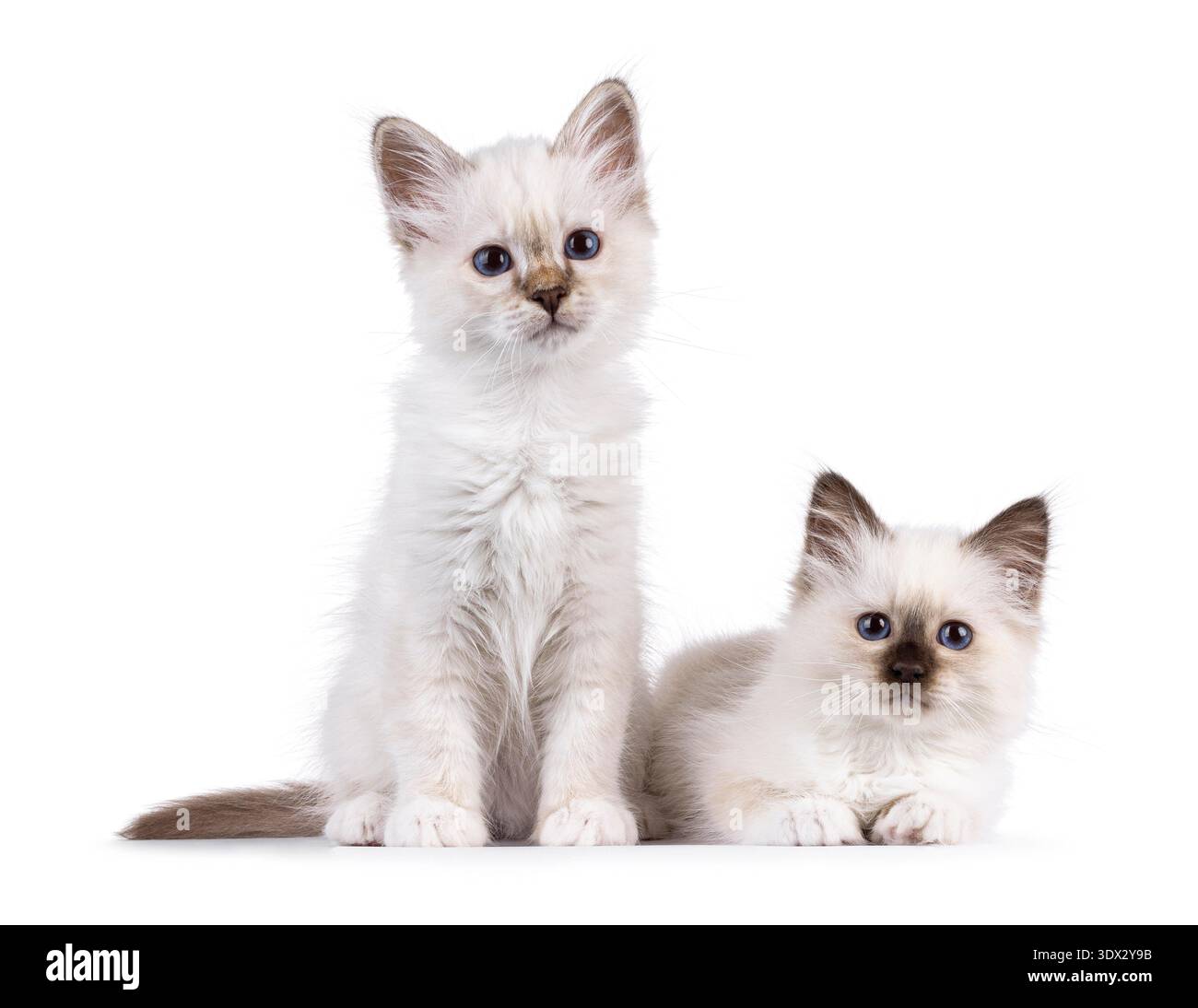 Adorable duo de chatons chat Sacred Birman, assis et couchés les uns à côté des autres. Les deux regardent vers la caméra avec des yeux bleus spécifiques à la race. Isolé sur fond blanc. Banque D'Images