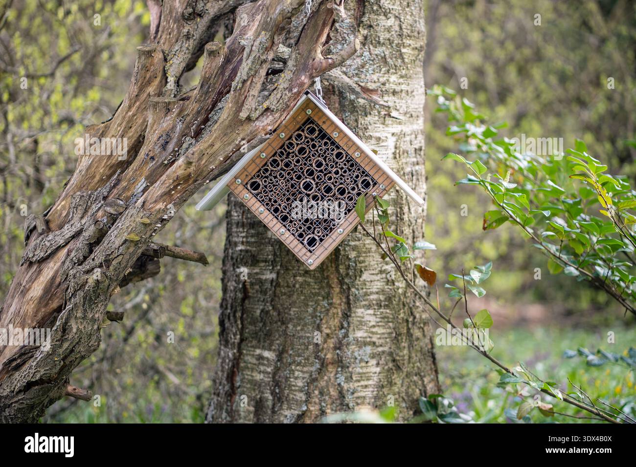 Maison d'insecte bâton de bambou sur l'arbre dans le parc de jardin. Refuge pour insectes fait maison, habitat écologique des pollinisateurs Banque D'Images