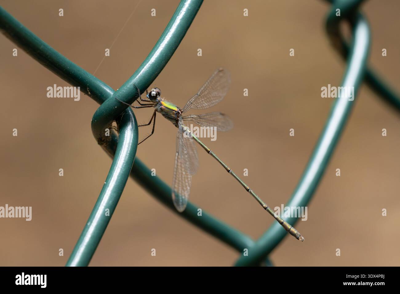 Chalcolestes viridis assis sur une clôture gros plan. La damoiselle a été vue en Allemagne en octobre 2025 dans une forêt. Insecte vert chatoyant. Banque D'Images