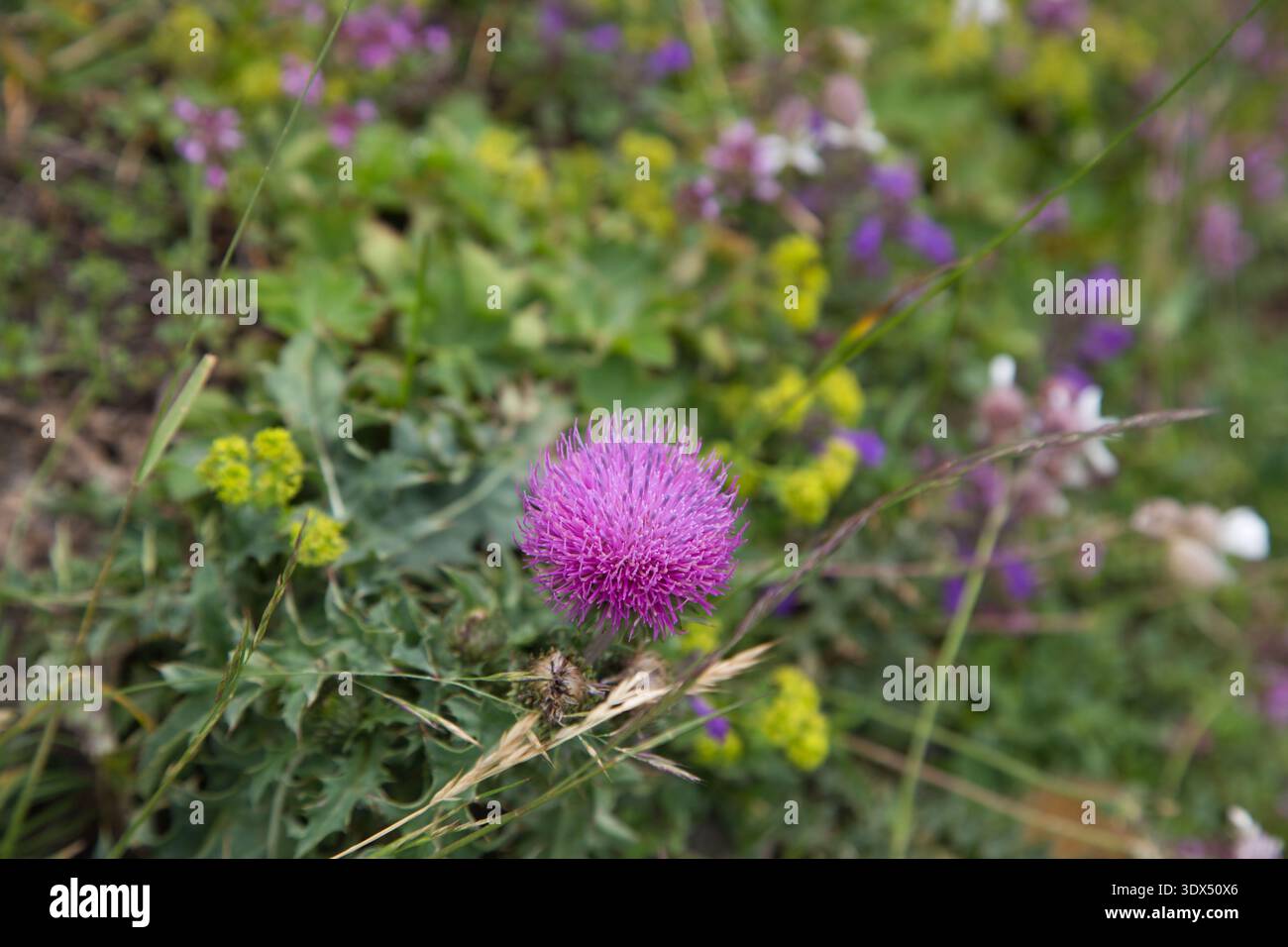 Fleurs sauvages colorées fleurissant dans Un paysage luxuriant de Greina, Suisse. Banque D'Images