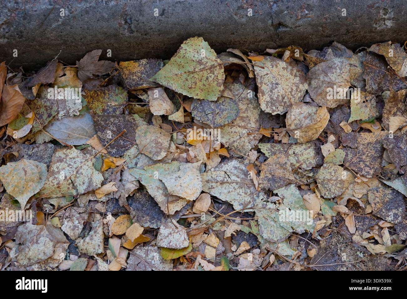 Vieille feuille d'automne tombée près d'un trottoir. Ton brun terne, pourriture et négligence, texture du sol urbain, pas de couleur vive, atmosphère muette et sans vie. Banque D'Images