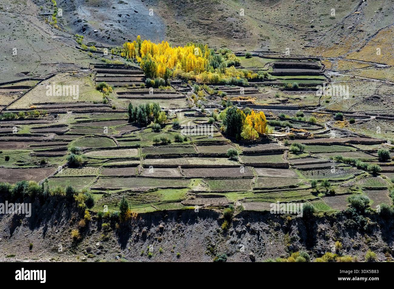Champs agricoles en terrasses et arbres d'automne à Sagnam, situé sous les pentes de montagne arides de la vallée de PIN sous la lumière du soleil. Banque D'Images
