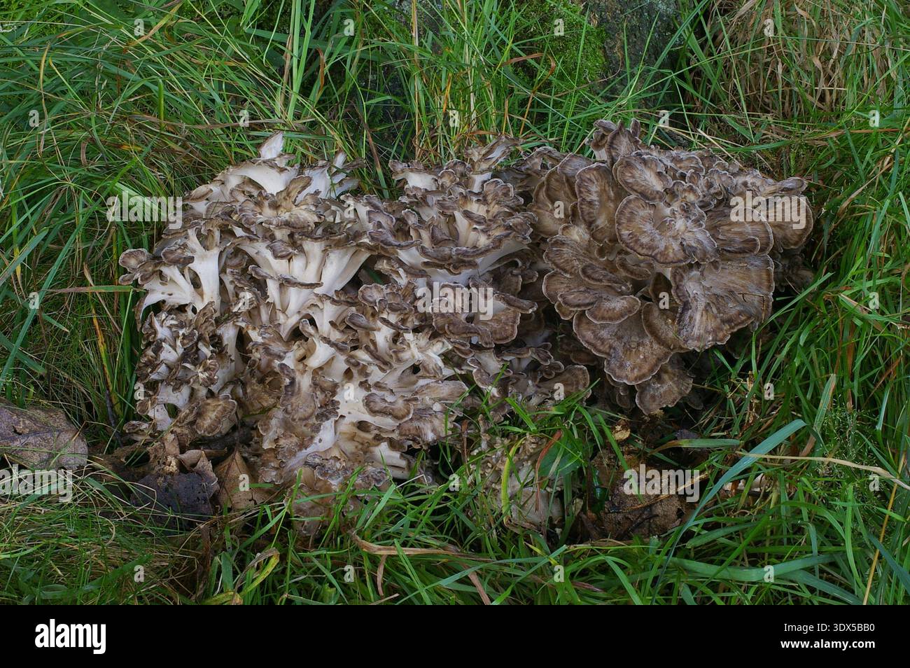 La poule des bois - Grifola frondosa Banque D'Images