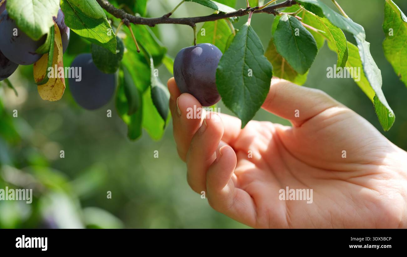 Une femme tendre la main pour cueillir une prune mûre mûre suspendue à une branche verte feuillue dans un verger ensoleillé. Gros plan. Banque D'Images