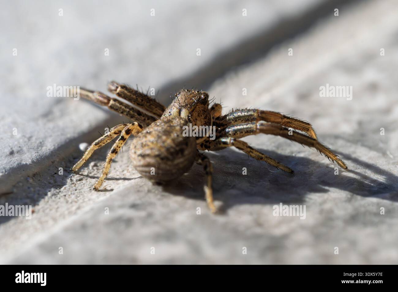 Macro gros plan de l'araignée sur une surface naturelle légère Banque D'Images