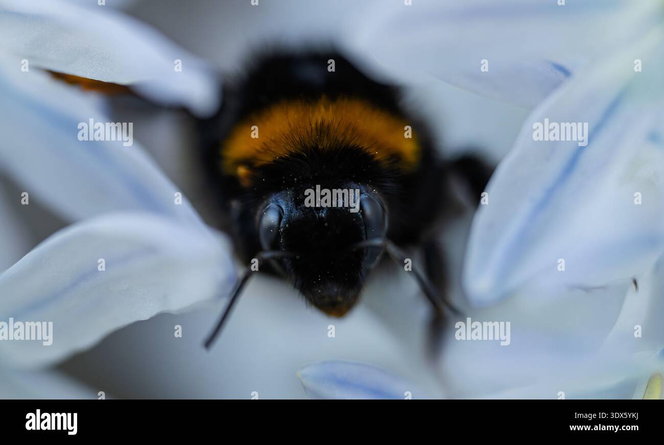 Macro gros plan de Bumblebee sur White Flower Banque D'Images