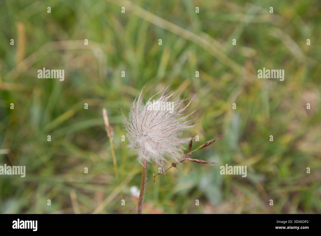 Une délicate Tuft de fleurs se balançant dans le paysage verdoyant de Greina, Suisse. Banque D'Images
