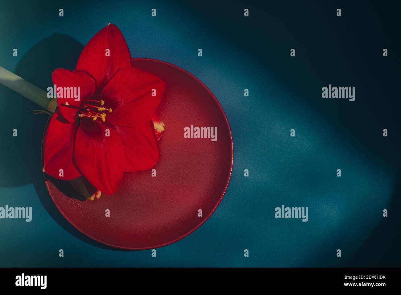 Une composition d'art frappante avec une fleur d'amaryllis rouge éclatante placée sur une plaque rouge assortie. L'arrière-plan est d'un bleu profond, créant un vif Banque D'Images