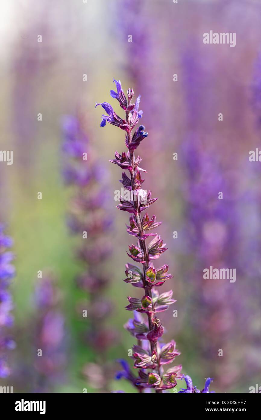 Un gros plan vibrant de fleurs violettes de salvia se prélassant au soleil, mettant en valeur leurs pétales et leurs tiges délicats. L'arrière-plan vert flou améliore le Banque D'Images