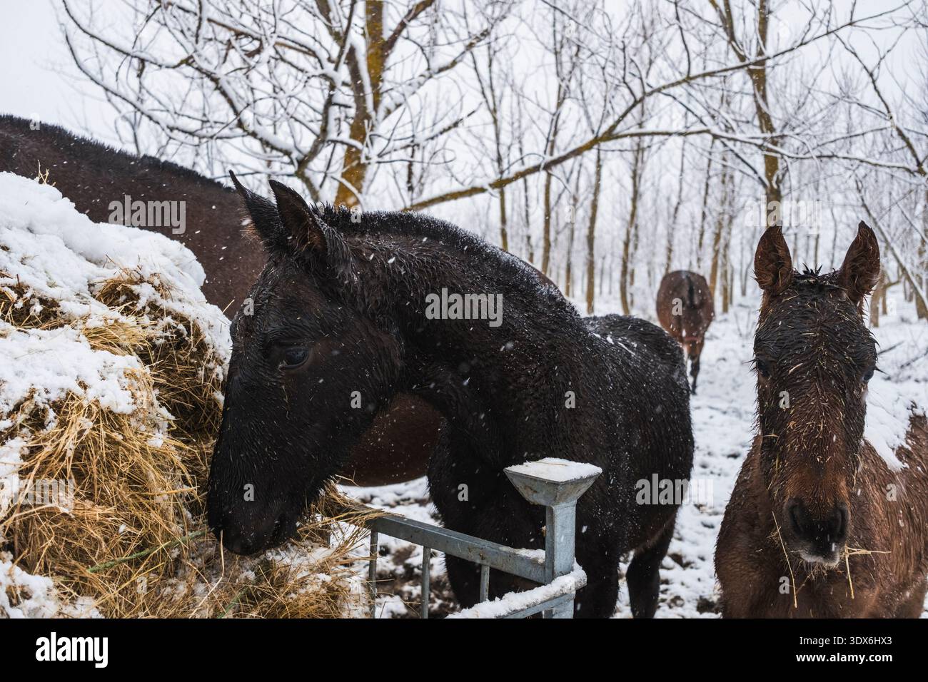 Les chevaux se rassemblent autour d'une mangeoire à foin dans un cadre hivernal paisible et enneigé. Leurs manteaux sombres contrastent avec le paysage blanc, créant une atmosphère sereine et rouille Banque D'Images