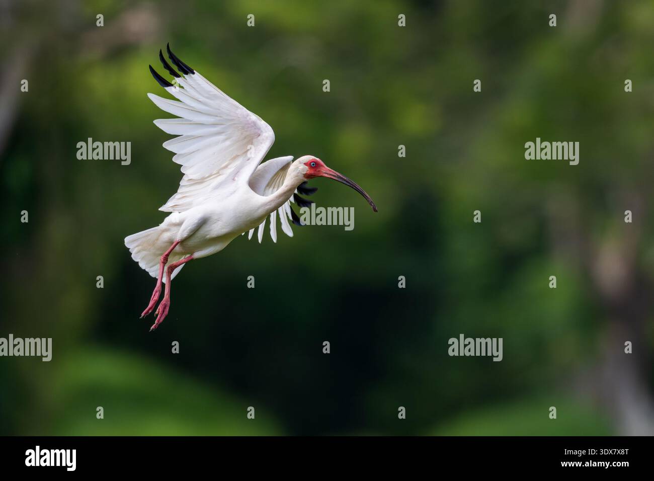 Ibis blanc (Eudocimus albus) Banque D'Images