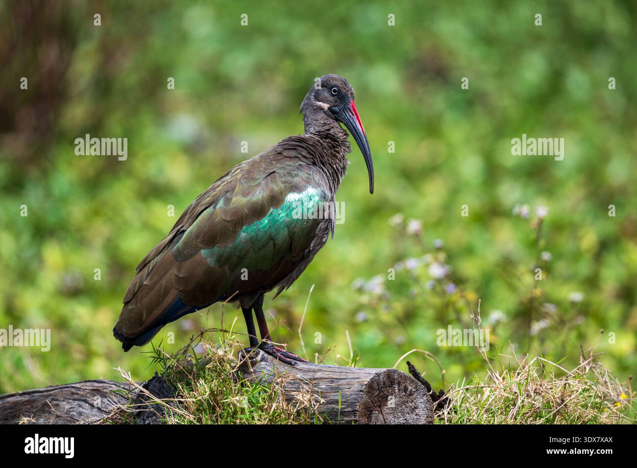 (Bostrychia hagedash Ibis hagedash) Banque D'Images