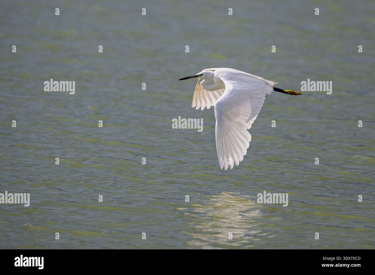 Aigrette garzette (Egretta garzetta) en vol Banque D'Images