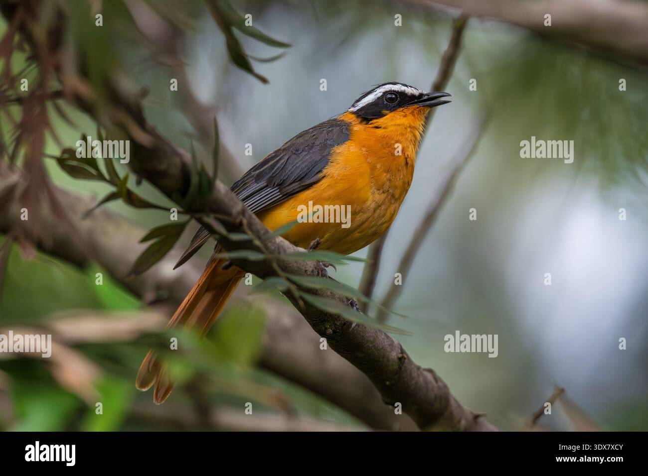Robin-Chat à sourcils blancs (Cossypha heuglini) Banque D'Images